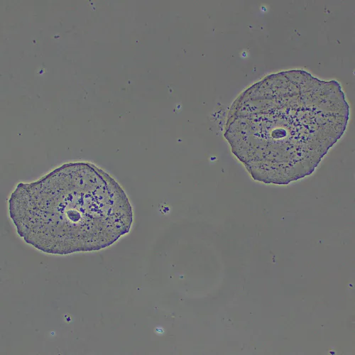 foto Zařízení s fázovým kontrastem MAGUS PH2,  15