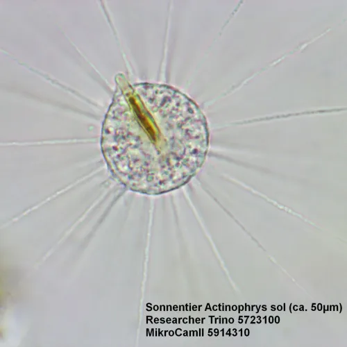 fotografie Mikroskop Bresser Researcher Trino 40–1000x,  15