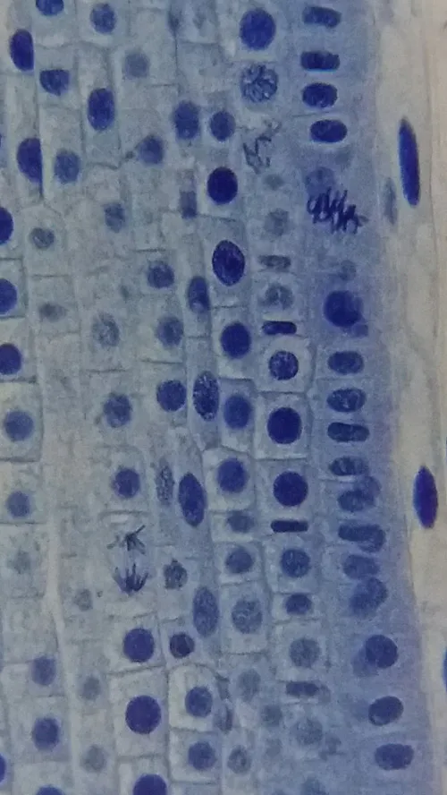 obrázek Mikroskop Bresser Erudit Basic 40–400x,  19