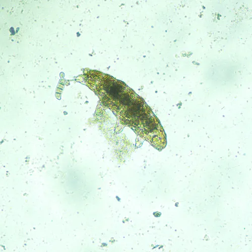 fotografie Biologický inverzní mikroskop digitální MAGUS Bio VD300,  17