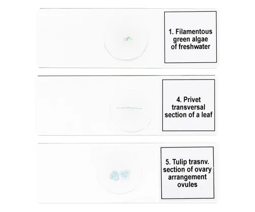 foto Sada mikropreparátů Levenhuk Discovery Prof DPS 5. „Biologie“,  6