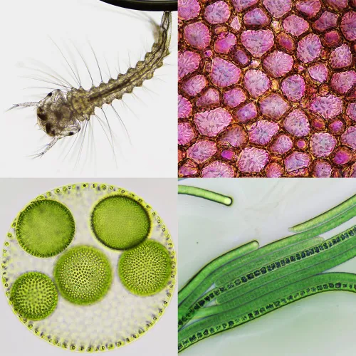 obrázek Mikroskop Bresser Science Infinity ,  4