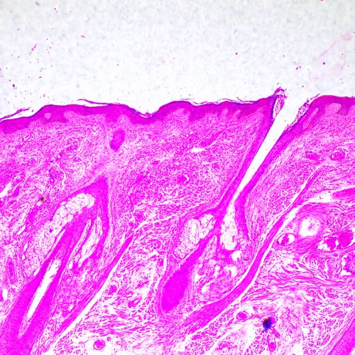 fotografie Biologický digitální mikroskop MAGUS Bio D290T LCD,  29