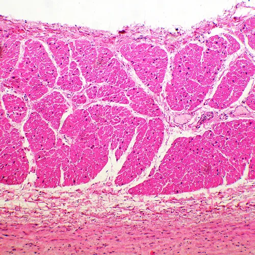 fotografie Biologický mikroskop MAGUS Bio 260T,  19