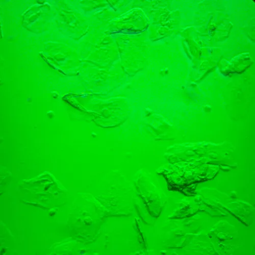 foto Biologický inverzní mikroskop MAGUS Bio V360,  25