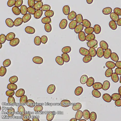 fotografie Mikroskop Bresser Researcher Trino 40–1000x,  13