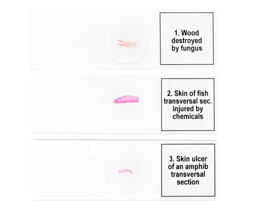 snímek Sada mikropreparátů Levenhuk Discovery Prof DPS 5. „Mutace“,  6