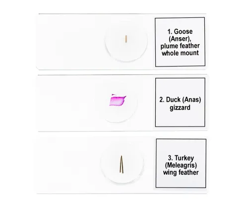 snímek Sada mikropreparátů Levenhuk Discovery Prof DPS 5. „Ptáci“,  6