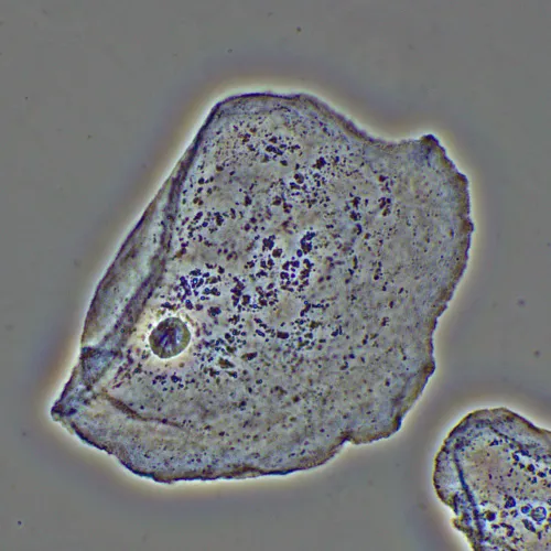 foto Zařízení s fázovým kontrastem MAGUS PH2,  16