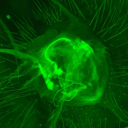 obrázek Fluorescenční digitální mikroskop MAGUS Lum D470L,  30