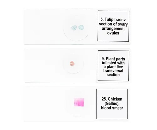 snímek Sada mikropreparátů Levenhuk Discovery Prof DPS 25. „Biologie, ptáci, atd.“,  8