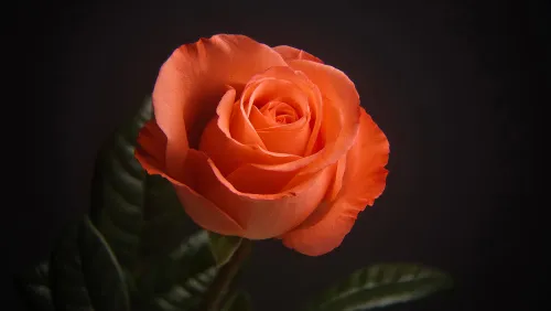 foto Fototeleskop Levenhuk Kelvin MAK60 mini AZ,  17