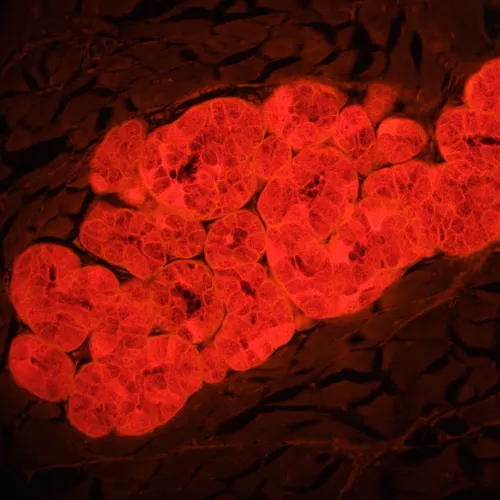 snímek Fluorescenční mikroskop MAGUS Lum 460L,  22