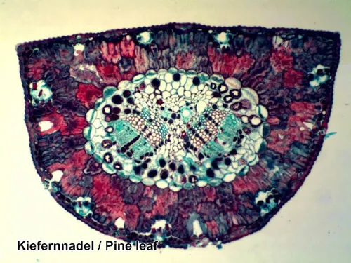 snímek Sada preparátů připravených k pozorování mikroskopem Bresser, 100 ks v kufru,  8