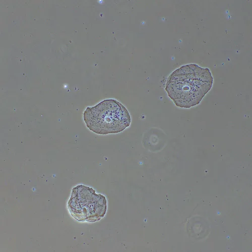 foto Zařízení s fázovým kontrastem MAGUS PH2,  14