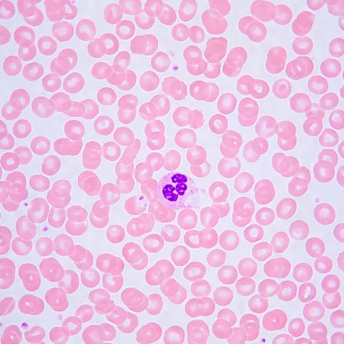 obrázek Biologický digitální mikroskop MAGUS Bio D240T LCD,  32