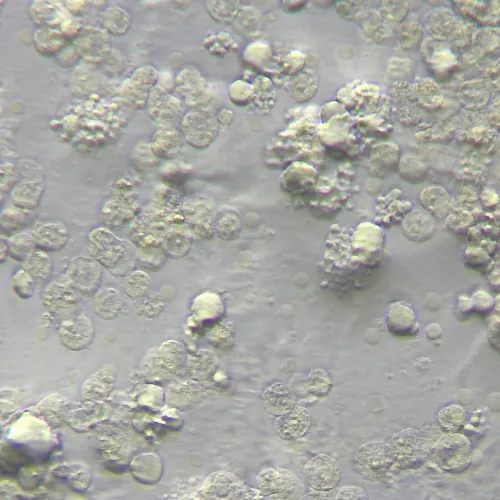 foto Zařízení pro práci s Hoffmanovou modulovanou kontrastní metodou MAGUS HCM360, se sadou objektivů,  15