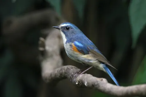 fotografie Fototeleskop Levenhuk Kelvin MAK80 AZ,  15