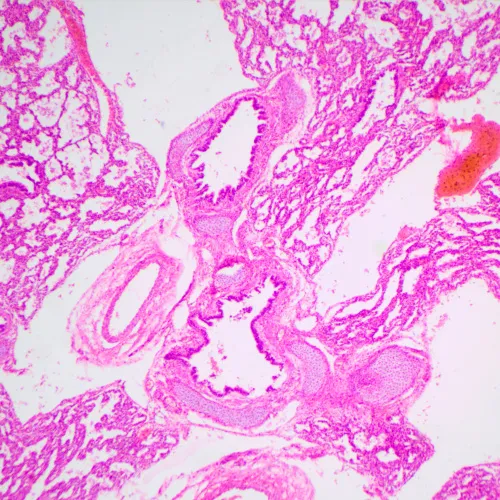 foto Biologický mikroskop MAGUS Bio 240B,  24