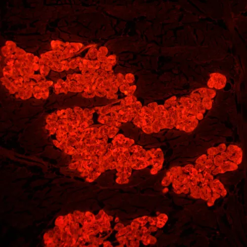 snímek Fluorescenční digitální mikroskop MAGUS Lum D450L,  29