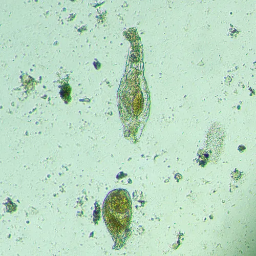 foto Biologický inverzní digitální mikroskop MAGUS Bio VD300 LCD,  20