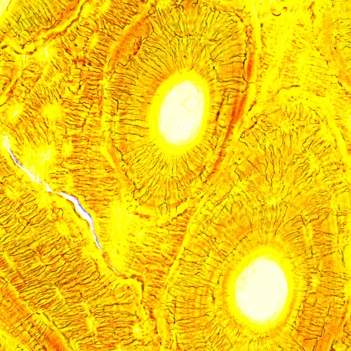 obrázek Biologický mikroskop MAGUS Bio 250B,  21