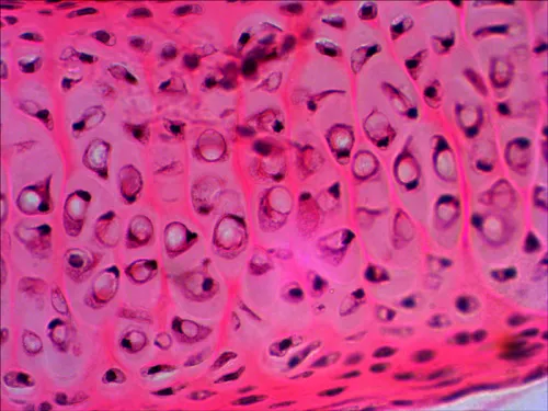obrázek Sada preparátů připravených k pozorování mikroskopem Levenhuk N20 NG,  10