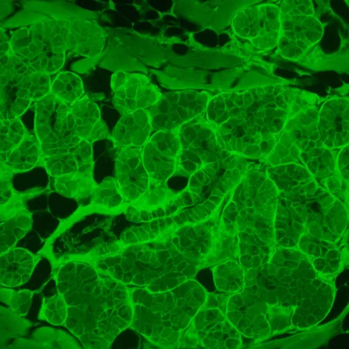 snímek Fluorescenční inverzní digitální mikroskop MAGUS Lum VD500L,  22