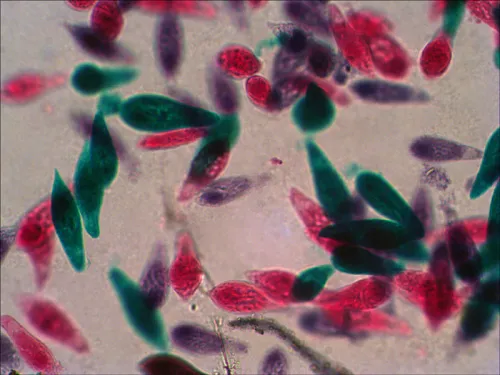 fotografie Sada preparátů připravených k pozorování mikroskopem Levenhuk N18 NG,  10