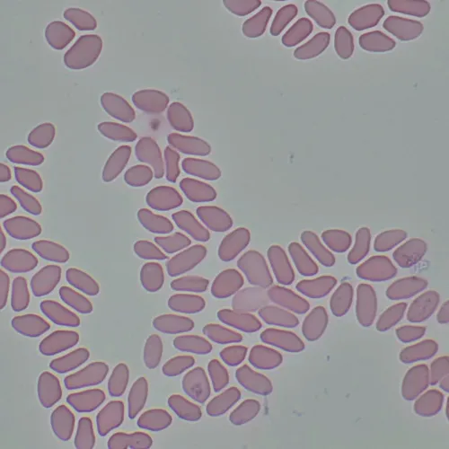 fotografie Biologický digitální mikroskop MAGUS Bio D290T LCD,  33