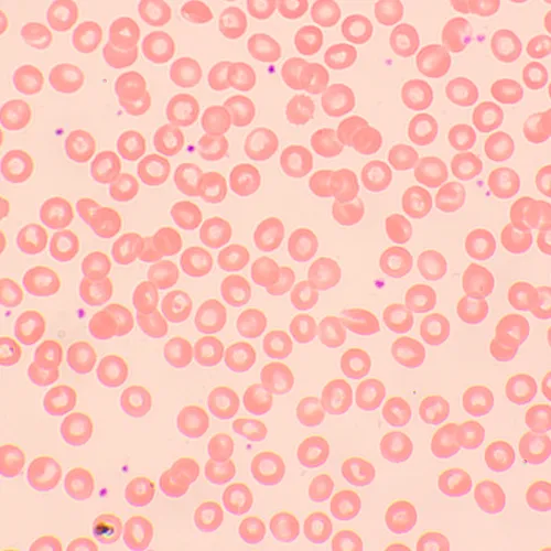 foto Biologický digitální mikroskop MAGUS Bio D250TL,  26