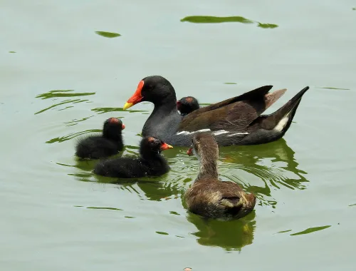 fotografie Fototeleskop Levenhuk Kelvin MAK80 AZ,  17