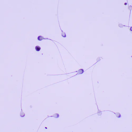 fotografie Biologický mikroskop MAGUS Bio 260T,  23