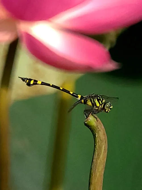 fotografie Fototeleskop Levenhuk Kelvin MAK80 AZ,  16