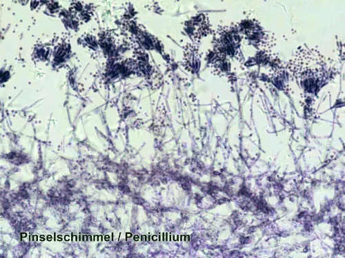 snímek Sada preparátů připravených k pozorování mikroskopem Bresser, 100 ks v kufru,  7