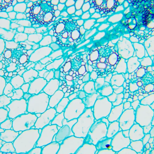 foto Biologický mikroskop MAGUS Bio 240T,  22