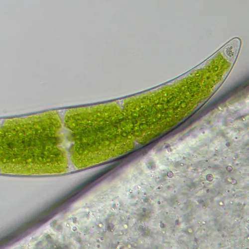 fotografie Mikroskop Bresser Researcher Trino 40–1000x,  16