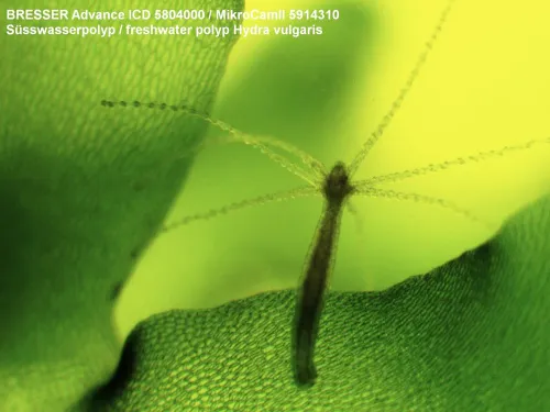 fotografie Mikroskop Bresser Advance ICD 10–160x,  5