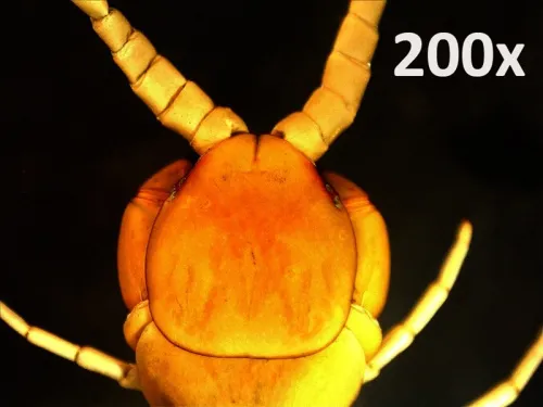 foto Digitální ruční mikroskop Celestron PRO,  6