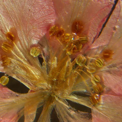 fotografie Stereomikroskop MAGUS Stereo A6,  16