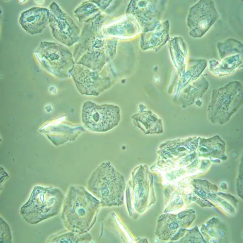 foto Biologický inverzní mikroskop MAGUS Bio V360,  23