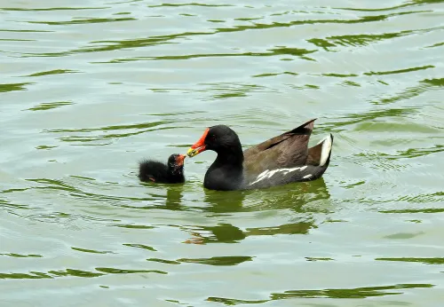 snímek Fototeleskop Levenhuk Kelvin MAK127 AZ GOTO Wi-Fi,  14