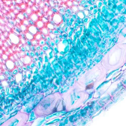 fotografie Biologický mikroskop MAGUS Bio 230T,  20