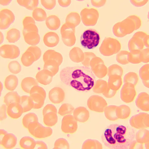 obrázek Biologický mikroskop MAGUS Bio 250B,  20