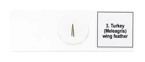 snímek Sada mikropreparátů Levenhuk Discovery Prof DPS 5. „Ptáci“,  7