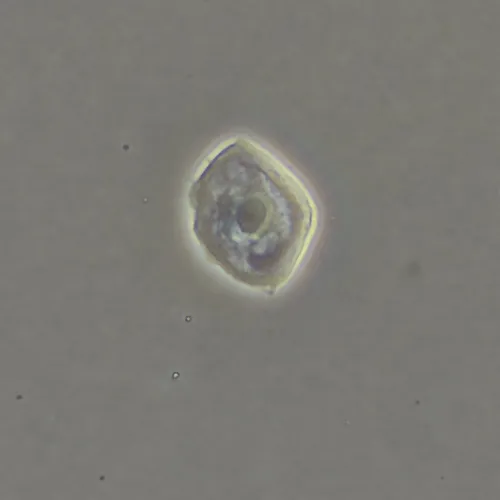 snímek Zařízení s fázovým kontrastem MAGUS SPH360, se sadou rovinných objektivů Plan S-Apo Ph 4х/10х/20х/40х/60х H60 mm,  17