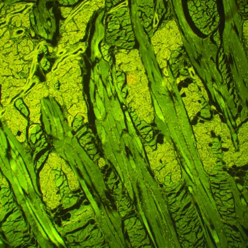 snímek Fluorescenční mikroskop MAGUS Lum 460L,  21