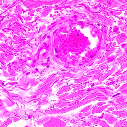 fotografie Biologický digitální mikroskop MAGUS Bio D290T LCD,  30
