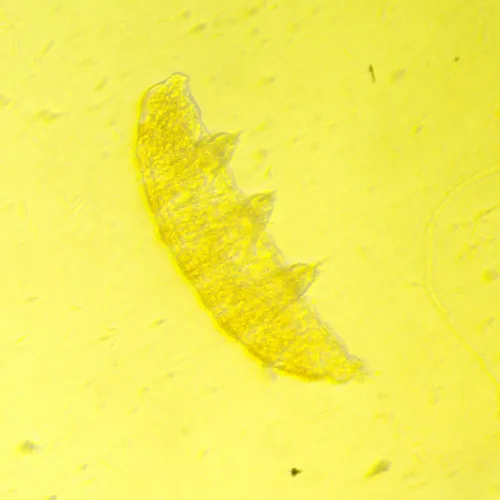 foto Biologický inverzní mikroskop MAGUS Bio V350,  19