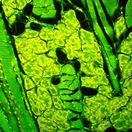 snímek Fluorescenční digitální mikroskop MAGUS Lum D450L,  28